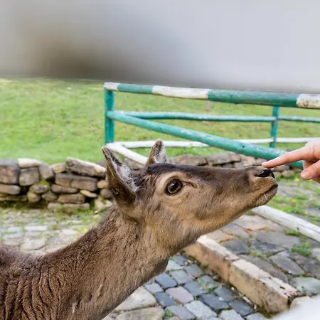 Pensiunea Casa Bunicilor 4* Manastirea Humorului
